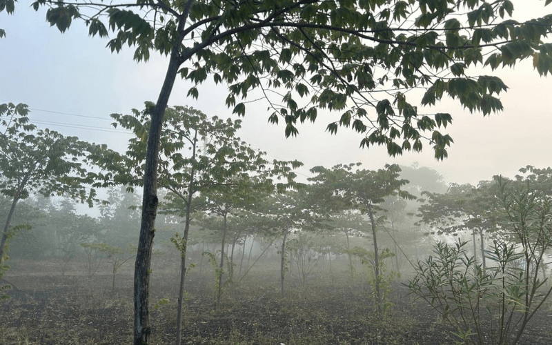 Cherry Forest