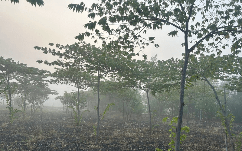 Cherry Forest